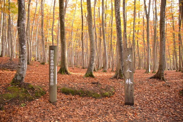 【千葉県内発】 紅葉に染まる晩秋の越後~清津峡・美人林・長岡もみじ園・松雲山荘ライトアップ~2日間3